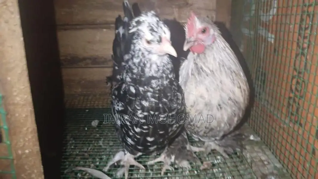කුකුළන්
