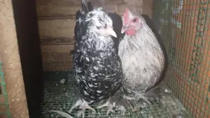කුකුළන්