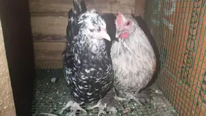 කුකුළන්