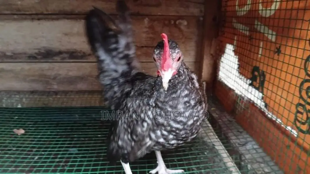 කුකුළන්