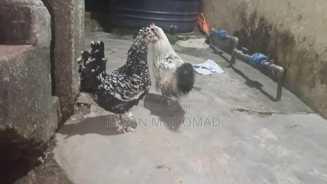 කුකුළන්