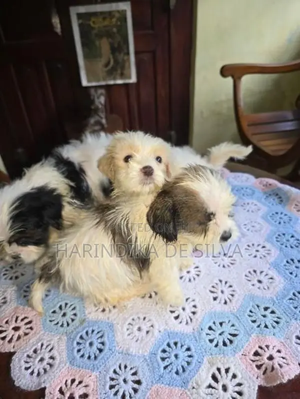 Shih Tzu Puppies
