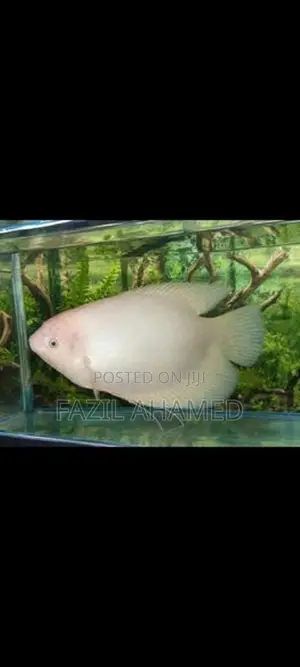 Giant Gourami Fish