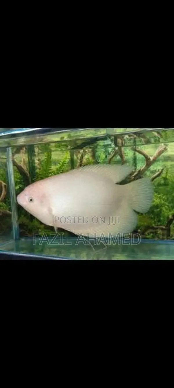 Giant Gourami Fish