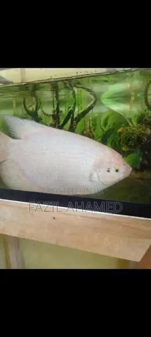 Giant Gourami Fish