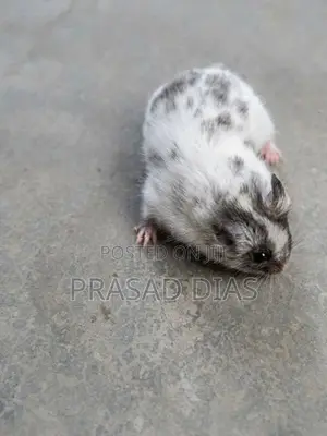 Hamsters