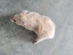 Hamsters