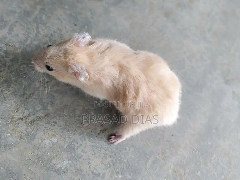 Hamsters