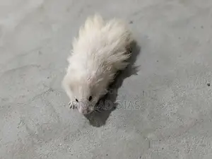 Hamsters