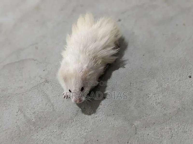 Hamsters