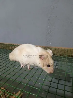 Hamsters