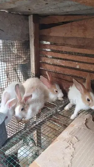 Rabbits