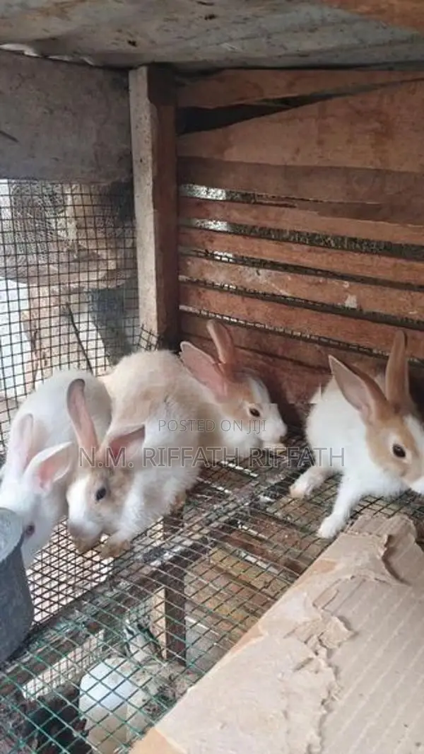 Rabbits
