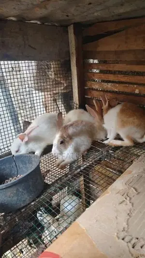 Rabbits
