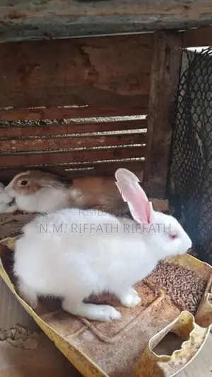 Rabbits