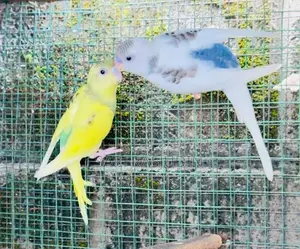 Love Birds