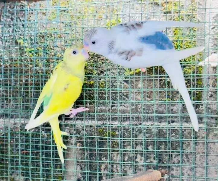 Love Birds