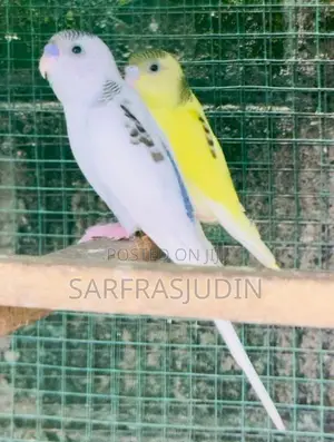 Love Birds
