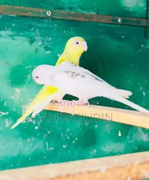 Love Birds