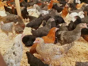 Country Chicks