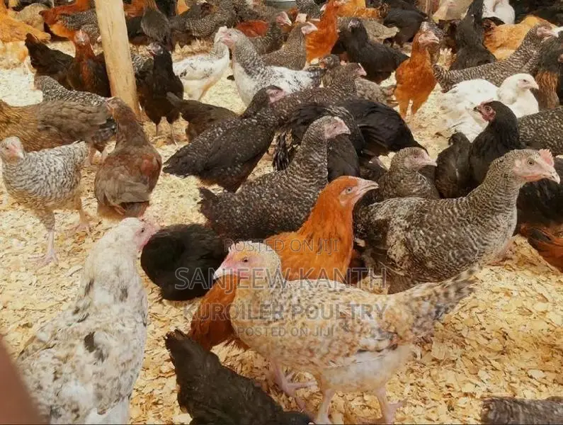 Country Chicks