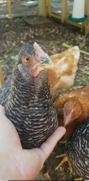 Country Chicks