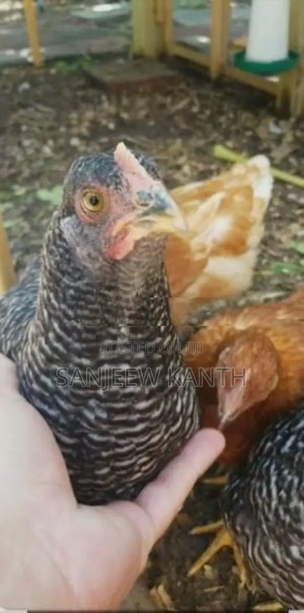 Country Chicks