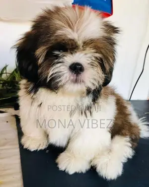 Shih Tzu Puppy