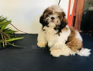 Shih Tzu Puppy