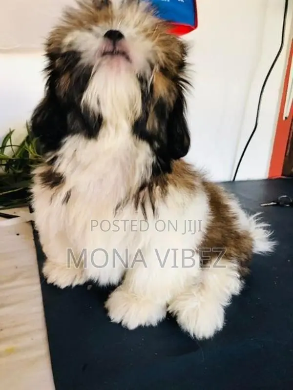 Shih Tzu Puppy