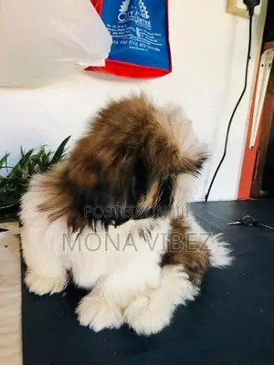 Shih Tzu Puppy