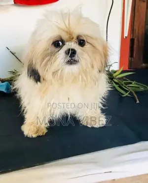 Shih Tzu Male