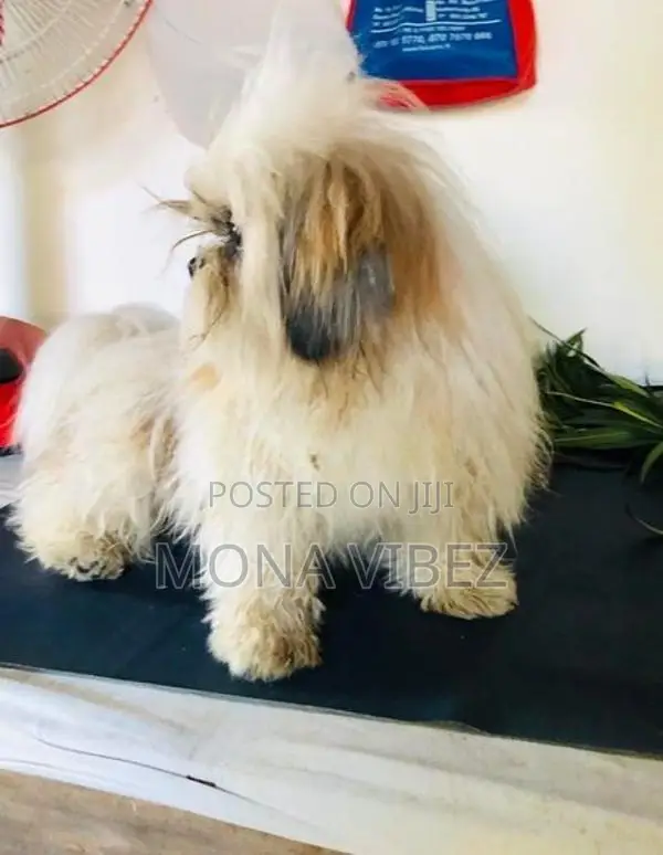 Shih Tzu Male
