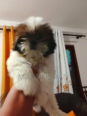 Shihtzu
