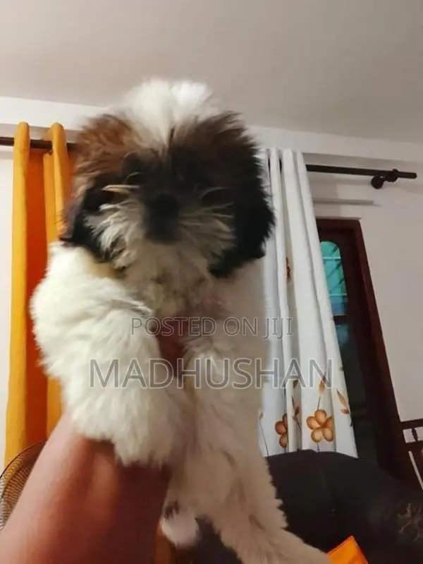 Shihtzu