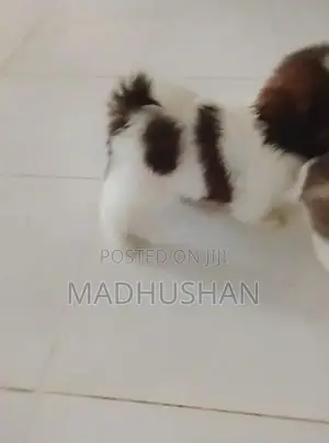 Shihtzu