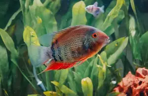 Rotkeil Severum