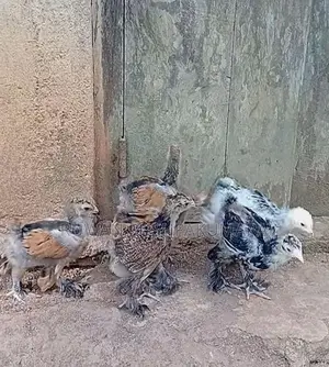 Brahma Chiks