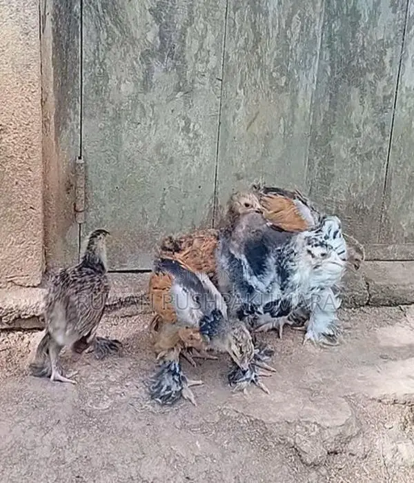 Brahma Chiks