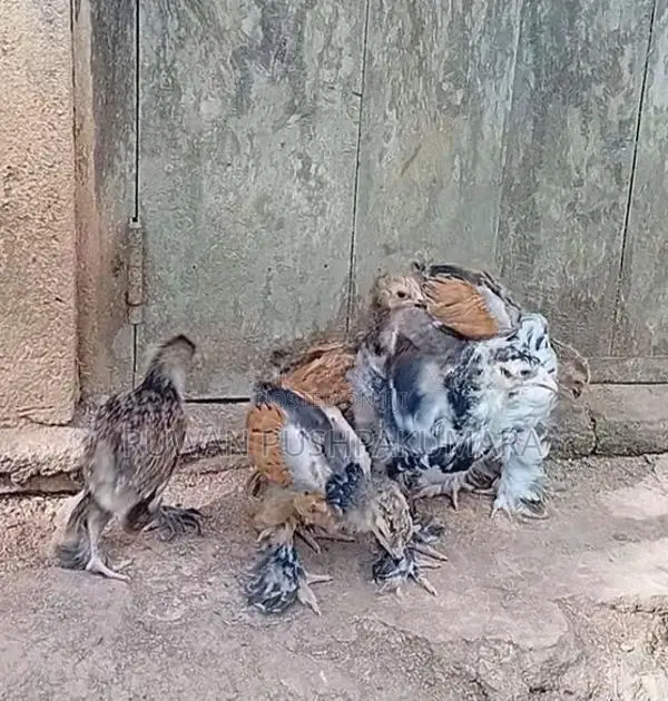 Brahma Chiks