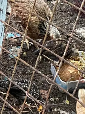 Country Hens