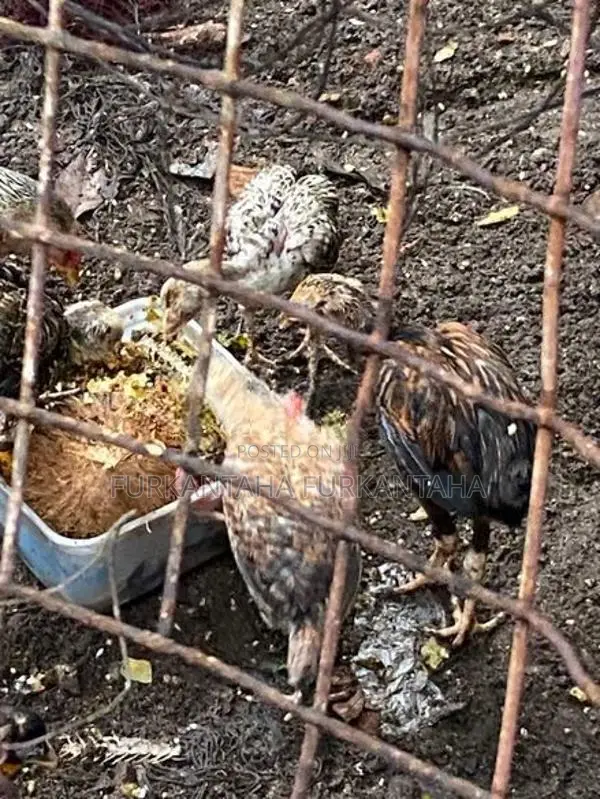 Country Hens