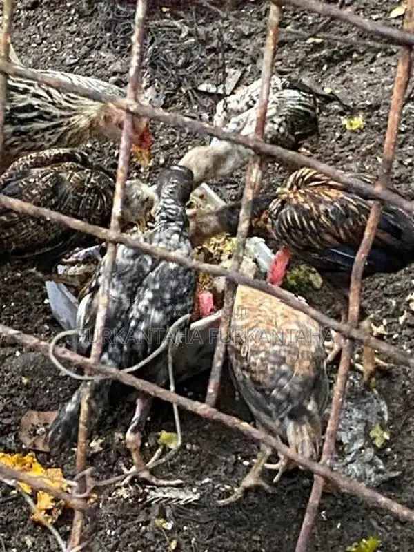 Country Hens