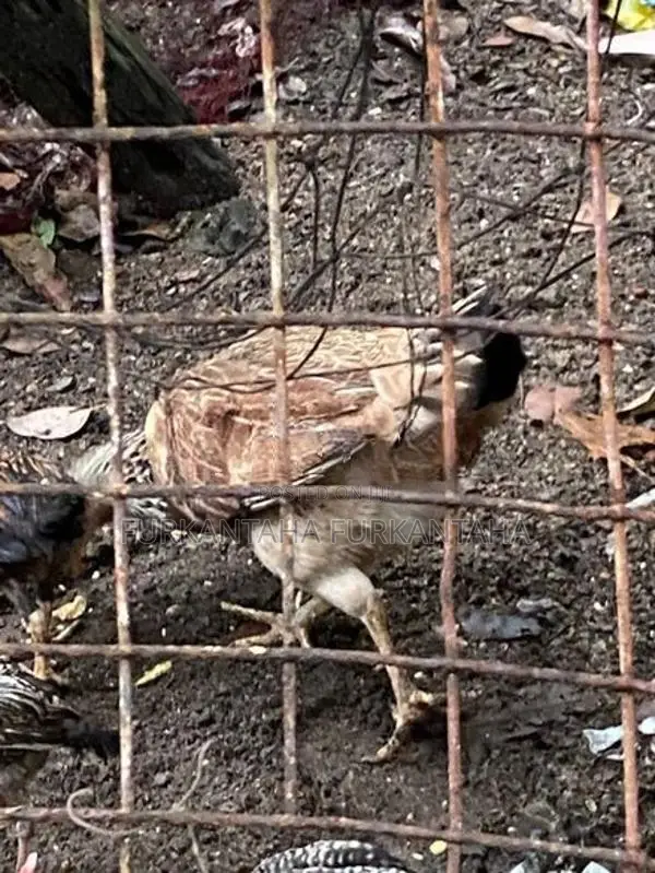 Country Hens