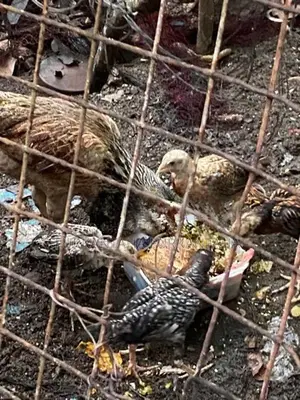 Country Hens