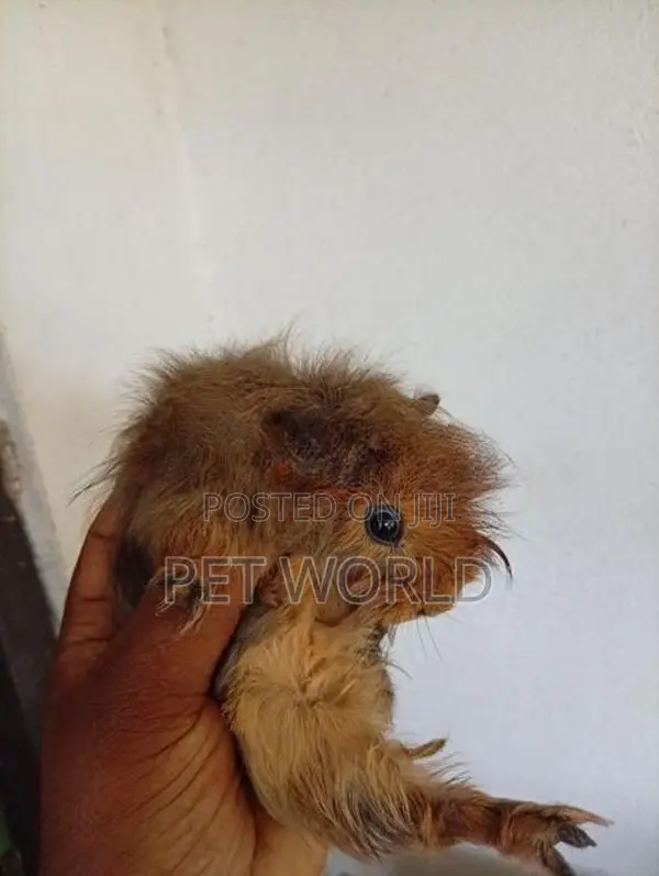ගිනිපිග්