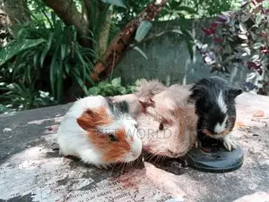 ගිනිපිග්