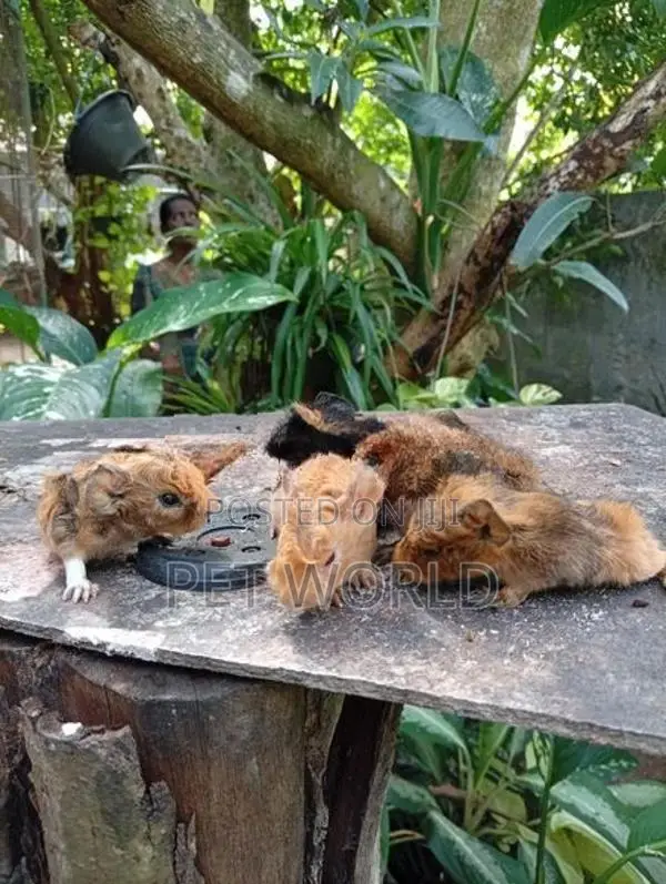 ගිනිපිග්