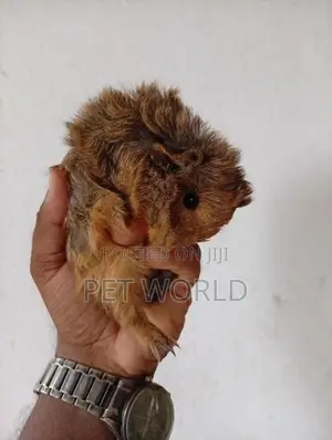 ගිනිපිග්