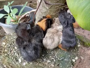 ගිනිපිග්